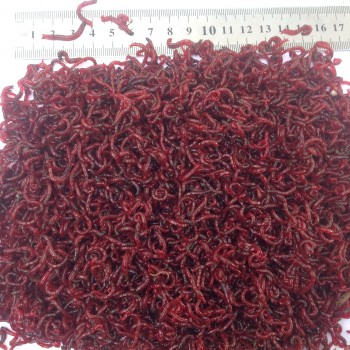 Large bloodworms - GIDROBIONTRUS